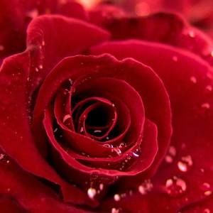 Meet your Posher, Amina